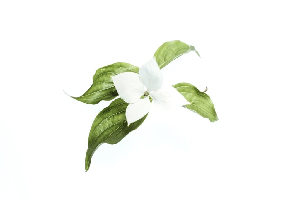 Fiore bianco