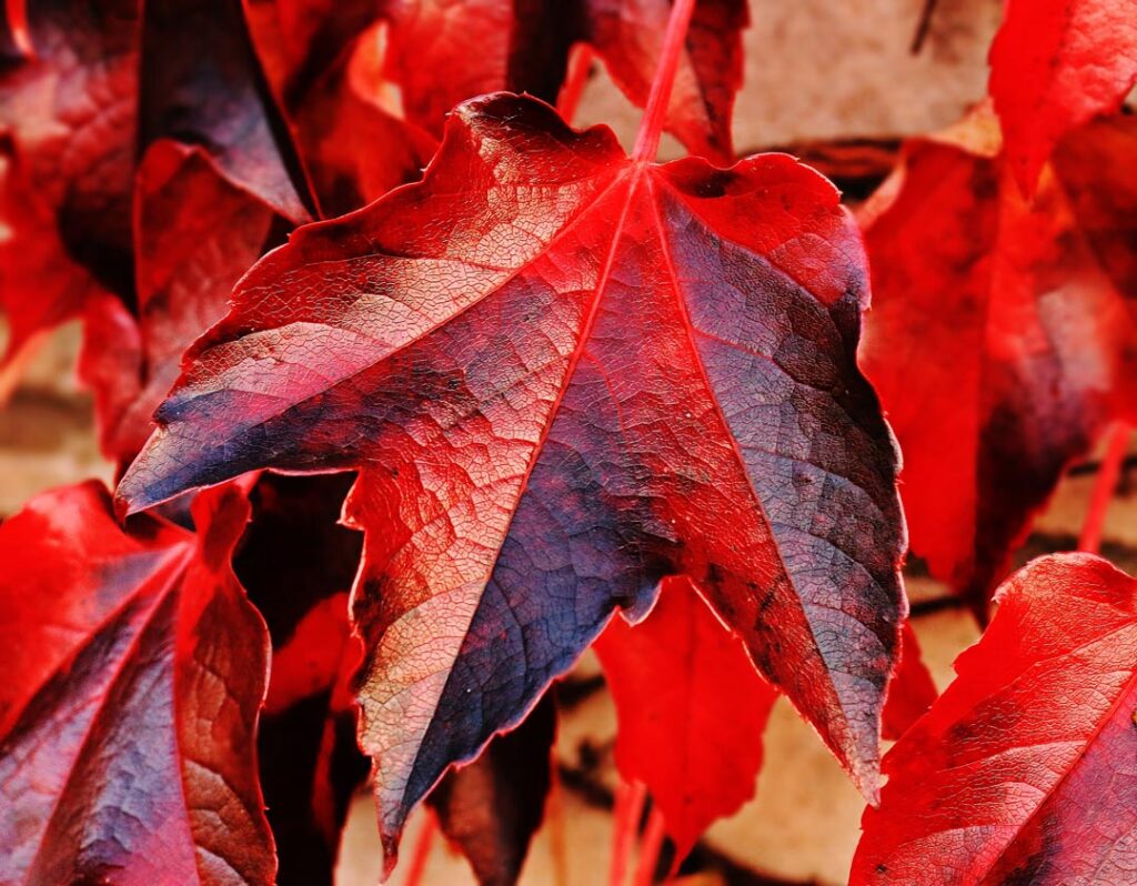 Foglie rosse autunnali