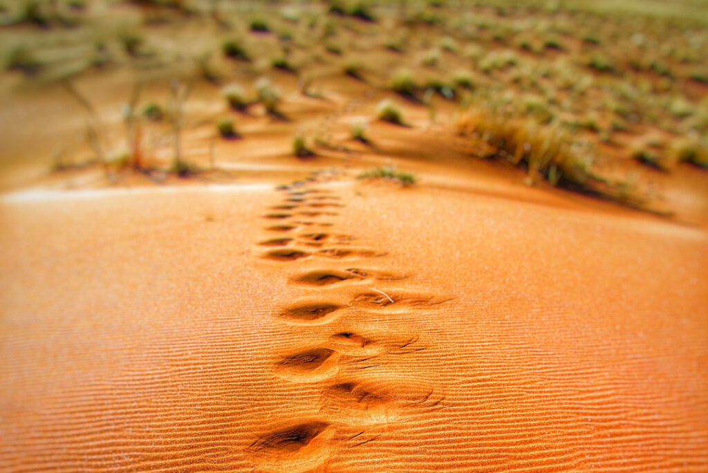 Passi nel deserto