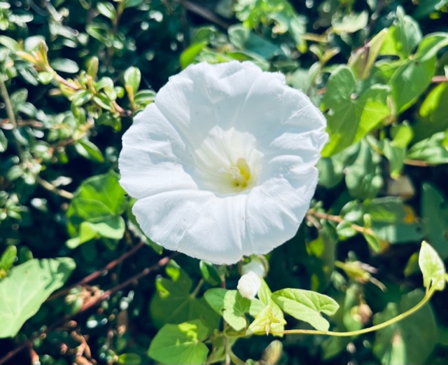 primo piano di un fiore bianco